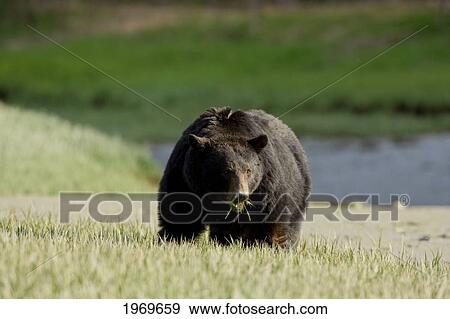 Alaska, Glacier Bay, A Black Bear Forages On Spring Sedge View Large Photo Image Stock Photo - Alaska, Glacier Bay, A Black Bear Forages On Spring Sedge. Fotosearch