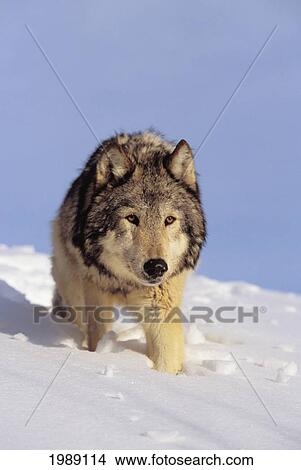 Alaska, Gray Wolf Stalking Prey In Deep Winter Snow. View Large Photo Image Picture - Alaska, Gray Wolf Stalking Prey In Deep Winter Snow.. Fotosearch
