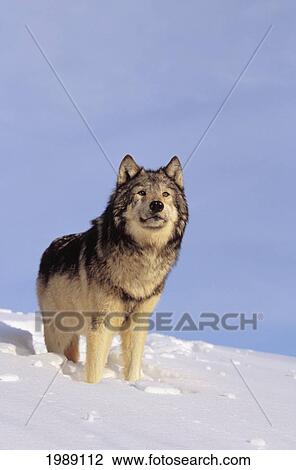 Stock Image - Alaska, Gray Wolf Stalking Prey In Deep Winter Snow.. Fotosearch