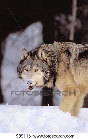 Stock Photography - Alaska, Gray Wolf Stalking Prey In Deep Winter Snow.. Fotosearch