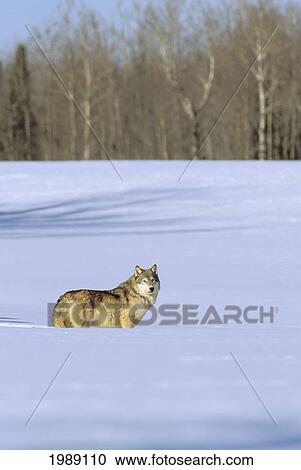 Alaska, Gray Wolf Standing In Deep Winter Snow. View Large Photo Image Stock Image - Alaska, Gray Wolf Standing In Deep Winter Snow.. Fotosearch