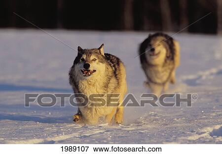 Stock Photo - Alaska, Gray Wolves Charging Through Deep Winter Snow.. Fotosearch