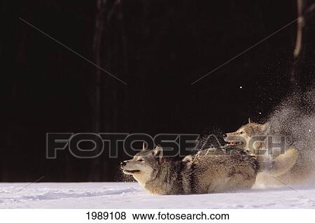 Stock Photo - Alaska, Gray Wolves Charging Through Deep Winter Snow.. Fotosearch