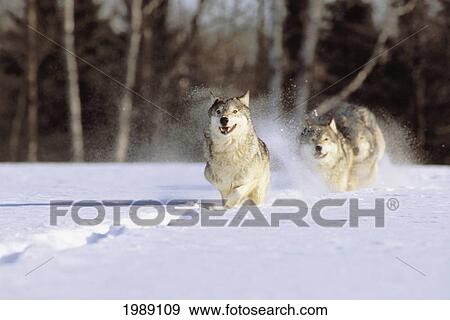 Stock Photo - Alaska, Gray Wolves Charging Through Deep Winter Snow.. Fotosearch