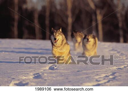 Alaska, Gray Wolves Charging Through Deep Winter Snow. View Large Photo Image Stock Photograph - Alaska, Gray Wolves Charging Through Deep Winter Snow.. Fotosearch