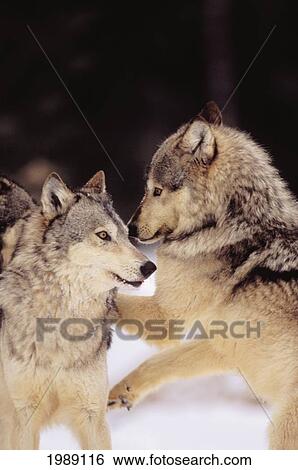 Alaska, Gray Wolves Playing In Deep Winter Snow At The Forests Edge. View Large Photo Image Stock Photograph - Alaska, Gray Wolves Playing In Deep Winter Snow At The Forests Edge.. Fotosearch