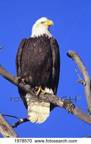 Stock Image - Alaska, Haines Bald Eagle Reserve, Bald Eagle (Haliaeetus Leucocephalus) Perched On A Branch.. Fotosearch