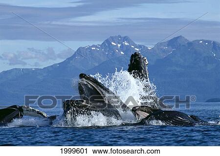 Stock Image - Alaska, Humpback Whale (Megaptera Novaeangliae) Lunge Feeding / Bubble Netting, Herring C2028. Fotosearch