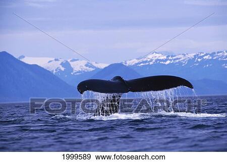 Alaska, Humpback Whale (Megaptera Novaeangliae) Fluke, Snow Mountains In Background View Large Photo Image Stock Photo - Alaska, Humpback Whale (Megaptera Novaeangliae) Fluke, Snow Mountains In Background. Fotosearch