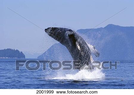 Stock Photo - Alaska, Humpback Whale (Megaptera Novaeangliae) Breaching Body Out Of Water. Fotosearch
