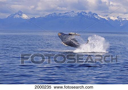 Alaska, Humpback Whale (Megaptera Novaeangliae) Breaching Inside Passage With Snowcapped Mountains Background Distance View Large Photo Image Stock Photography - Alaska, Humpback Whale (Megaptera Novaeangliae) Breaching Inside Passage With Snowcapped Mountains Background Distance. Fotosearch