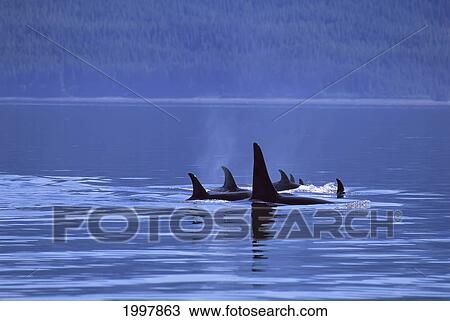 Alaska, Icy Strait, Pod Of Killer Whales Inside Passage (Orcinus Orca) Surface A95H View Large Photo Image Stock Image - Alaska, Icy Strait, Pod Of Killer Whales Inside Passage (Orcinus Orca) Surface A95H. Fotosearch