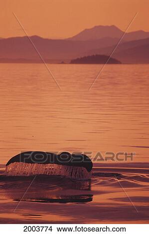 Picture - Alaska, Inside Passage, Admiralty Island, Close-Up Of Fluke Calm Ocean, Sunset Orange Sky Reflections (Megaptera Novaeangliae). Fotosearch
