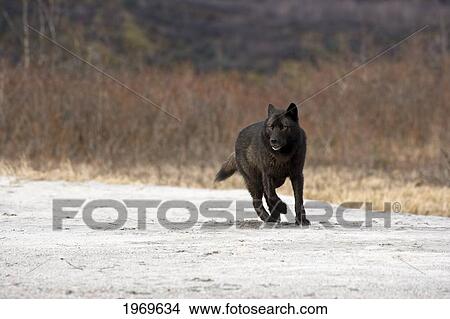 Alaska, Inside Passage, Adult Male, Black Wolf. View Large Photo Image Picture - Alaska, Inside Passage, Adult Male, Black Wolf.. Fotosearch
