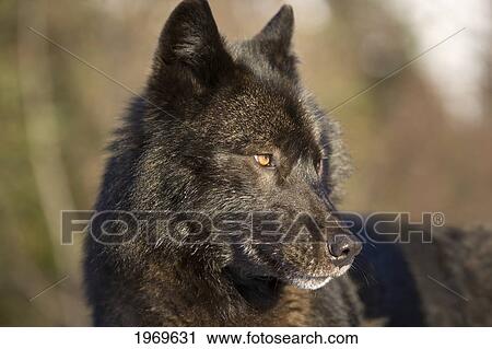Stock Image - Alaska, Inside Passage, Adult Male, Black Wolf.. Fotosearch