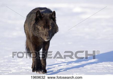 Stock Image - Alaska, Inside Passage, Adult Male, Black Wolf Walking In Snow.. Fotosearch