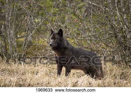 Stock Image - Alaska, Inside Passage, Adult Male, Black Wolf.. Fotosearch