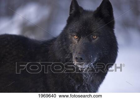 Stock Image - Alaska, Inside Passage, Adult Male, Black Wolf In Snow.. Fotosearch