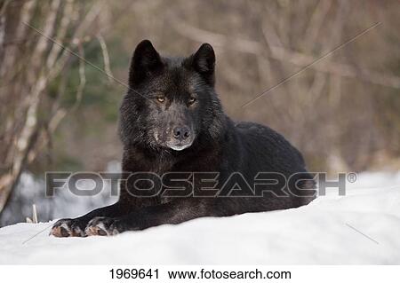 Stock Image - Alaska, Inside Passage, Adult Male, Black Wolf In Snow.. Fotosearch