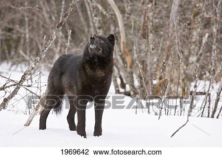 Stock Image - Alaska, Inside Passage, Adult Male, Black Wolf In Snow.. Fotosearch