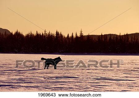 Stock Image - Alaska, Inside Passage, Adult Male, Black Wolf In Snow At Sunset.. Fotosearch