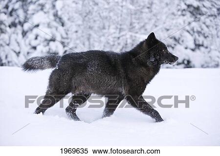 Alaska, Inside Passage, Adult Male, Black Wolf In Snow. View Large Photo Image Stock Photography - Alaska, Inside Passage, Adult Male, Black Wolf In Snow.. Fotosearch