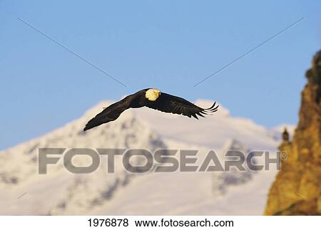 Alaska, Inside Passage, Bald Eagle (Haliaeetus Leucocephalus) In Flight, Snow Covered Mountains In Background. View Large Photo Image Stock Photo - Alaska, Inside Passage, Bald Eagle (Haliaeetus Leucocephalus) In Flight, Snow Covered Mountains In Background.. Fotosearch