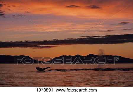 Stock Image - Alaska, Inside Passage, Humpback Whale (Megaptera Novaeangliae) Fluke And Blowhole - Spray From Two Whales, Bright Orange Sunset.. Fotosearch