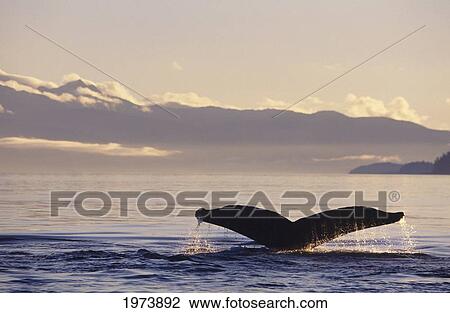 Stock Image - Alaska, Inside Passage, Humpback Whale (Megaptera Novaeangliae) Tail Fluke In Late Afternoon.. Fotosearch