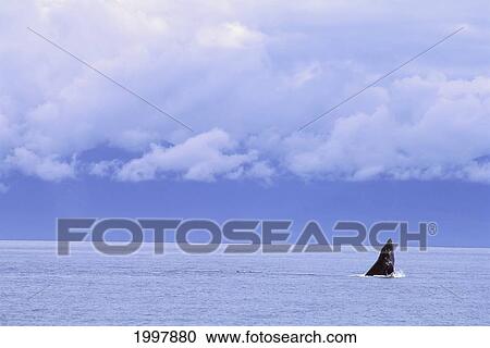 Alaska, Inside Passage, Humpback Whale (Megaptera Novaeangliae) In Distance A95D View Large Photo Image Stock Image - Alaska, Inside Passage, Humpback Whale (Megaptera Novaeangliae) In Distance A95D. Fotosearch