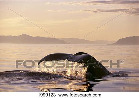 Alaska, Inside Passage, Humpback Whale (Megaptera Novaeangliae) Fluke At Sunset, Glassy Ocean B1996 View Large Photo Image Stock Image - Alaska, Inside Passage, Humpback Whale (Megaptera Novaeangliae) Fluke At Sunset, Glassy Ocean B1996. Fotosearch