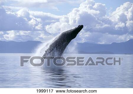 Alaska, Inside Passage, Humpback Whale (Megaptera Novaeangliae) Breach B2005 View Large Photo Image Stock Photo - Alaska, Inside Passage, Humpback Whale (Megaptera Novaeangliae) Breach B2005. Fotosearch