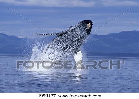 Stock Photo - Alaska, Inside Passage, Humpback Whale, Breaching (Megaptera Novaeangliae) B2003. Fotosearch