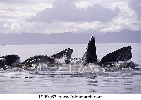 Stock Photo - Alaska, Inside Passage, Humpback Whale (Megaptera Novaeangliae) Lunge Feeding B1989. Fotosearch