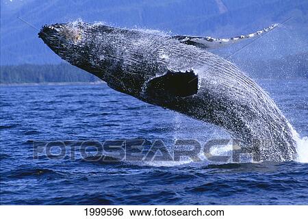 Alaska, Inside Passage, Humpback Whale, Full Breach Close-Up, C2037 View Large Photo Image Stock Photograph - Alaska, Inside Passage, Humpback Whale, Full Breach Close-Up, C2037. Fotosearch