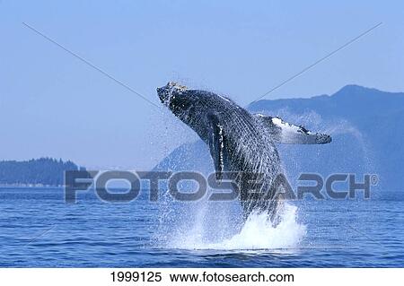 Alaska, Inside Passage, Humpback Whale (Megaptera Novaeangliae) Breaching B2006 View Large Photo Image Stock Photography - Alaska, Inside Passage, Humpback Whale (Megaptera Novaeangliae) Breaching B2006. Fotosearch