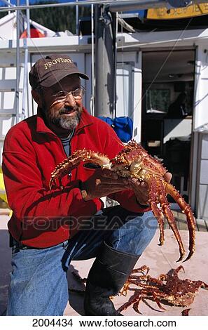 Alaska, Inside Passage, Man Holding And Looking At King Crab View Large Photo Image Picture - Alaska, Inside Passage, Man Holding And Looking At King Crab. Fotosearch