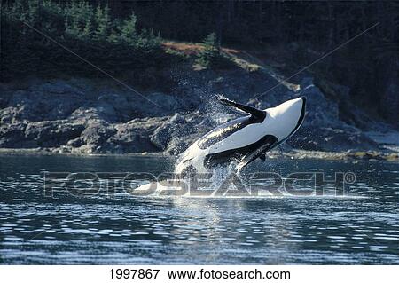 Alaska, Inside Passage, Orca Breaches (Orcinus Orca) Full Length Underside View A95C View Large Photo Image Stock Photo - Alaska, Inside Passage, Orca Breaches (Orcinus Orca) Full Length Underside View A95C. Fotosearch
