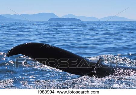 Picture - Alaska, Inside Passage, Tongass National Forest, Fluke Of A Humpback Whale.. Fotosearch