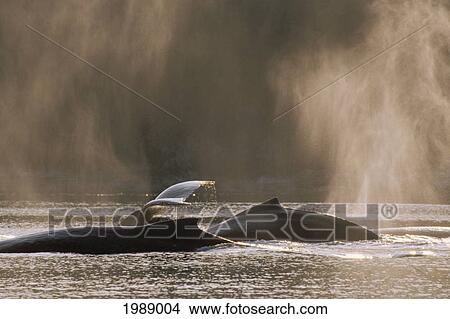 Picture - Alaska, Inside Passage, Tongass National Forest, Group Of Humpback Whales Surfacing.. Fotosearch