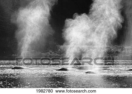 Alaska, Inside Passage, Tongass National Forest, Group Of Humpback Whales Surfacing (Black And White Photograph). View Large Photo Image Stock Image - Alaska, Inside Passage, Tongass National Forest, Group Of Humpback Whales Surfacing (Black And White Photograph).. Fotosearch
