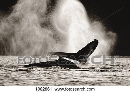Stock Image - Alaska, Inside Passage, Tongass National Forest, Two Humpback Whales Surfacing (Black And White Photograph).. Fotosearch