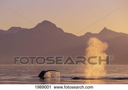 Stock Image - Alaska, Inside Passage, Tongass National Forest, Fluke Of A Humpback Whale At Sunset.. Fotosearch
