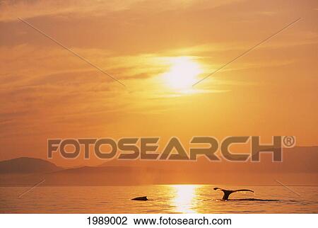 Stock Image - Alaska, Inside Passage, Tongass National Forest, Fluke Of A Humpback Whale At Sunset.. Fotosearch