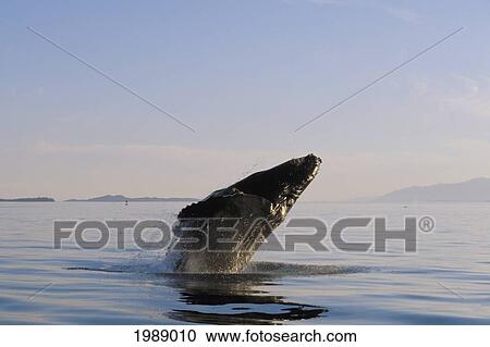 Stock Image - Alaska, Inside Passage, Tongass National Forest, Humpback Whale Breaching.. Fotosearch