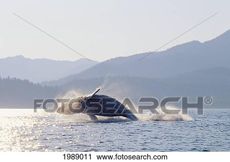 Stock Image - Alaska, Inside Passage, Tongass National Forest, Humpback Whale Breaching.. Fotosearch