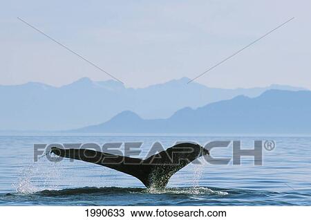 Stock Image - Alaska, Inside Passage, Tongass National Forest, Fluke Of A Humpback Whale.. Fotosearch