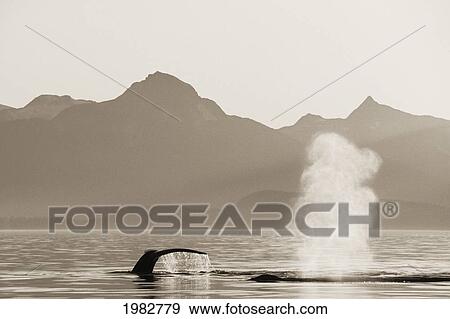 Stock Photo - Alaska, Inside Passage, Tongass National Forest, Humpback Whales Surfacing (Black And White Photograph).. Fotosearch