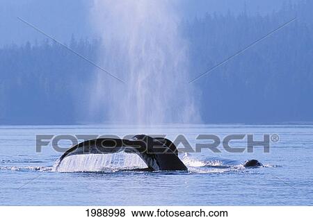 Stock Photo - Alaska, Inside Passage, Tongass National Forest, Fluke Of A Humpback Whale.. Fotosearch