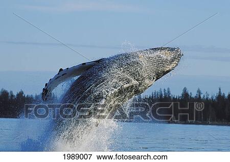 Stock Photo - Alaska, Inside Passage, Tongass National Forest, Humpback Whale Breaching.. Fotosearch